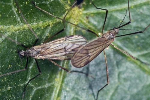 Ormosia sp.