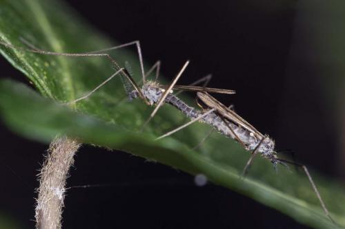 Réf. 138 510 : Ormosia sp.
