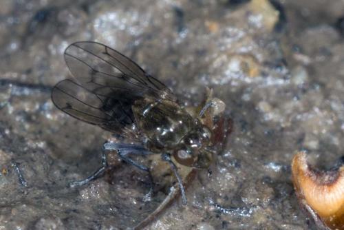 Parydra coarctata
