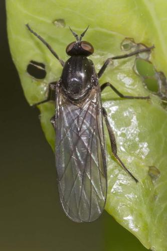 Hilara sp.