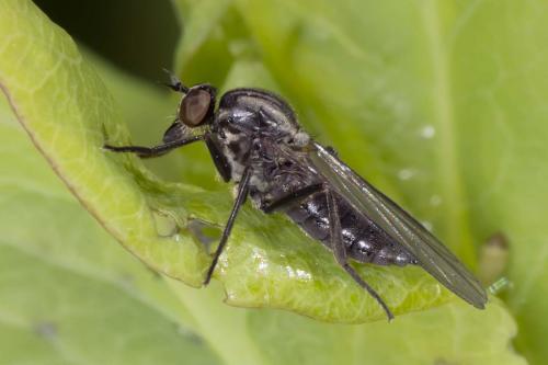 Hilara sp.