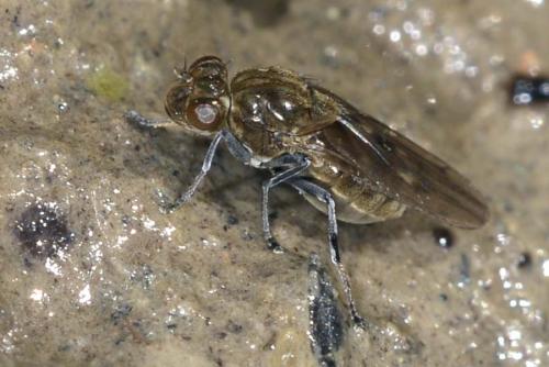 Parydra coarctata