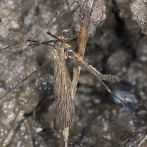 Réf. 138 972 : Tricyphona immaculata