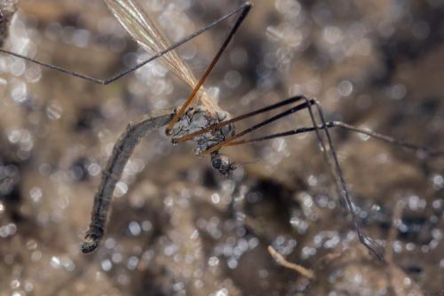 Tricyphona immaculata