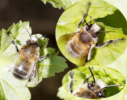 Réf. 138 520 : Anthophora plumipes