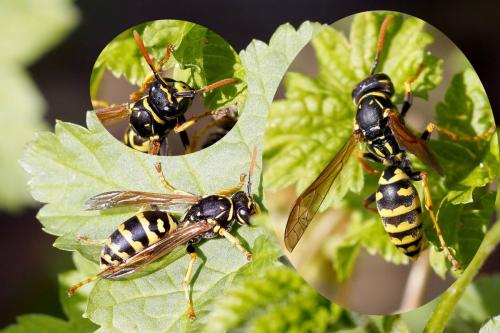 Polistes dominula