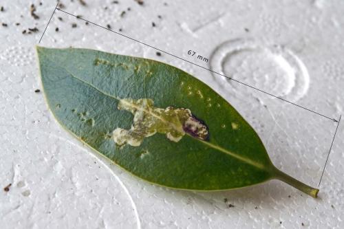 Phytomyza ilicis