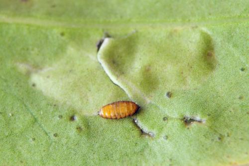 Phytomyza ilicis