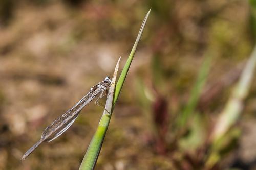 Sympecma fusca