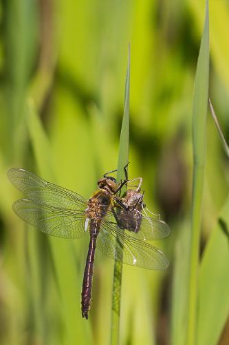 Cordulia aenea