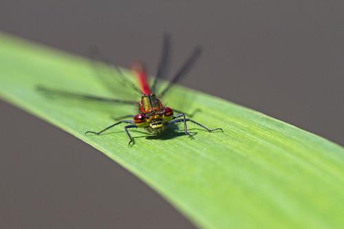 Pyrrhosoma nymphula
