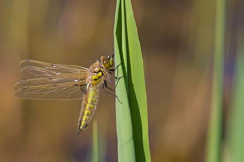 Réf. 138 452 : Libellula quadrimaculata
