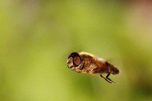 Eristalis pertinax