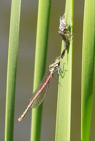 Pyrrhosoma nymphula