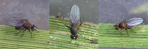 Hydrellia sp.