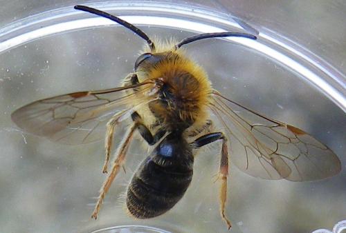 Réf. 138 378 : Andrena sp.