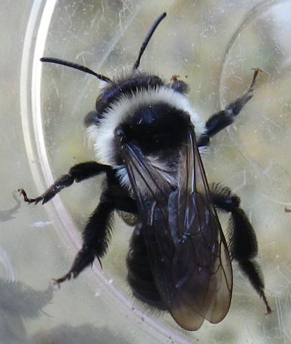Andrena cineraria