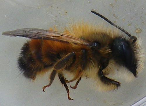 Réf. 138 383 : Osmia bicornis