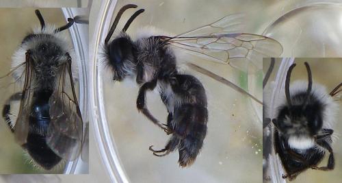 Andrena cineraria