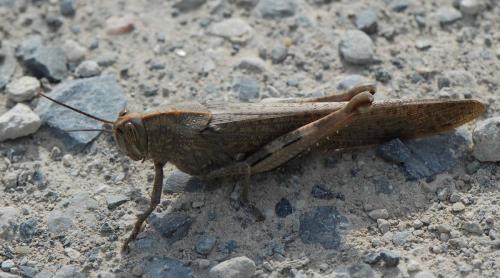 Réf. 138 637 : Anacridium aegyptium
