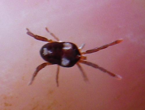 Leptus trimaculatus