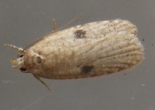 Réf. 138 588 : Agonopterix propinquella
