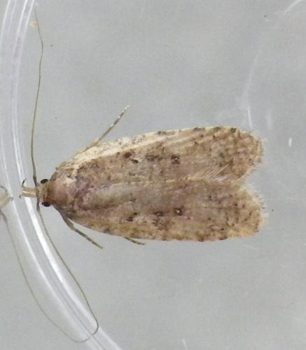 Réf. 138 592 : Agonopterix sp.
