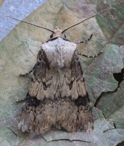Réf. 138 779 : Agrotis puta