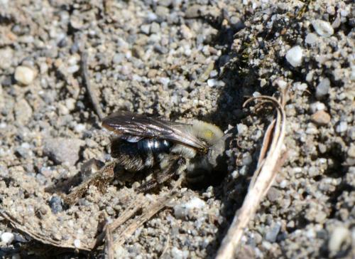Réf. 138 432 : Andrena vaga