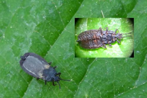 Aneurus avenius