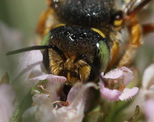 Réf. 138 008 : Anthidium oblongatum