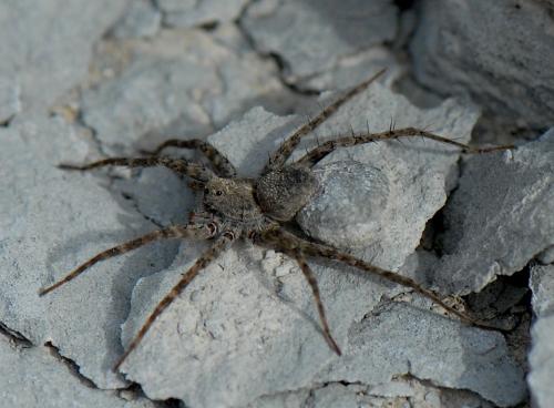 Pardosa sp.