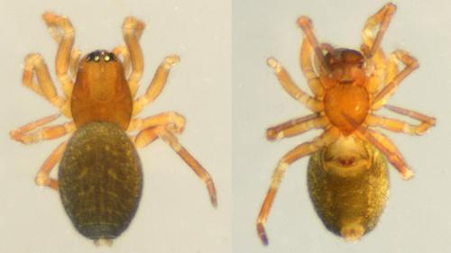 Réf. 138 306 : Tapinocyba praecox