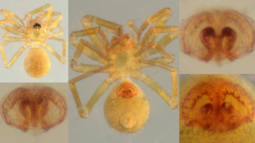 Centromerus serratus