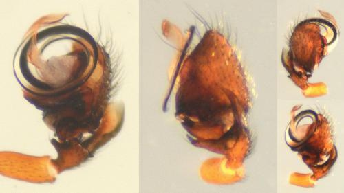 Walckenaeria obtusa