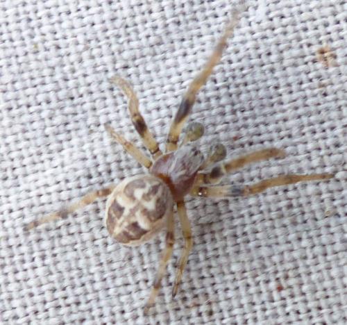 Larinioides cornutus