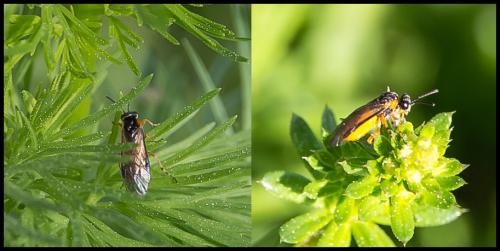 Athalia sp.