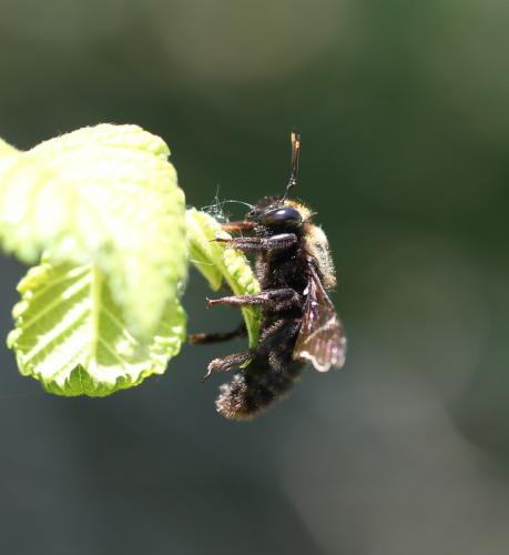 Xylocopa violacea
