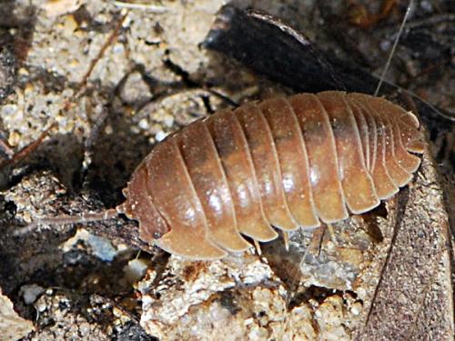 Réf. 138 175 : Armadillidium nasatum