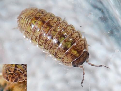 Armadillidium vulgare