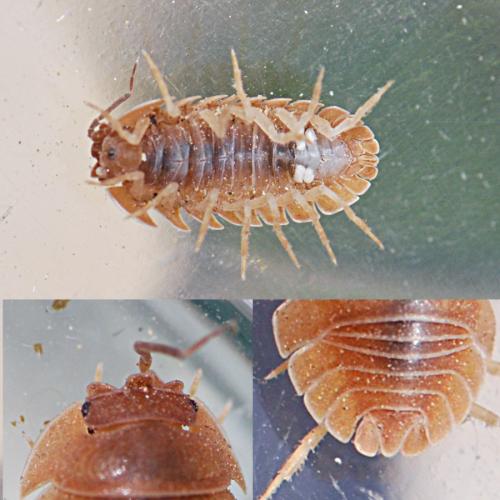 Armadillidium nasatum