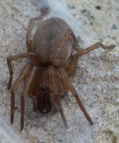 Drassodes sp.