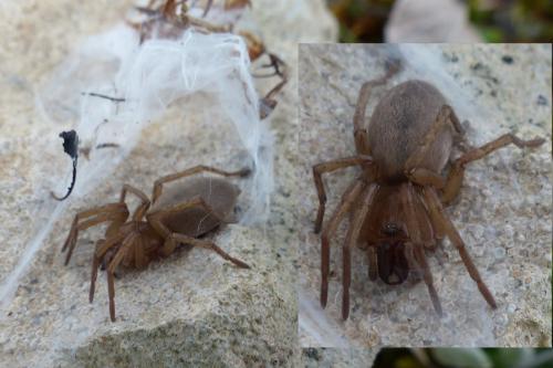 Drassodes sp.
