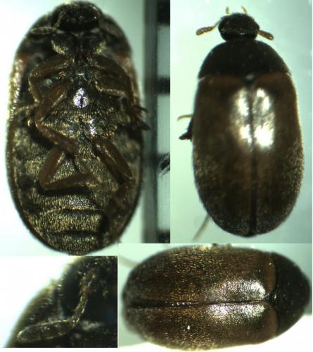 Attagenus smirnovi