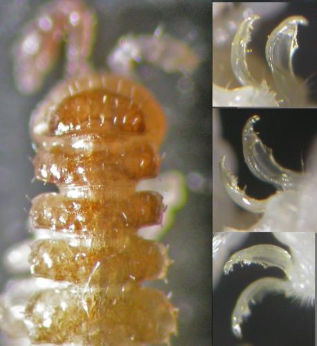 Brachydesmus superus