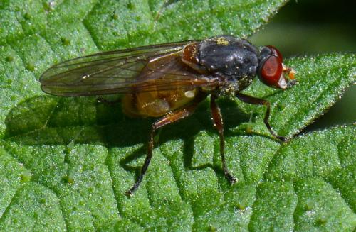 Réf. 138 553 : Brachyopa pilosa