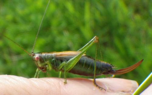 Réf. 138 823 : Conocephalus dorsalis