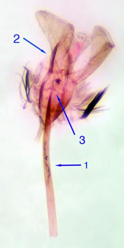 Réf. 138 311 : Calybites phasianipennella