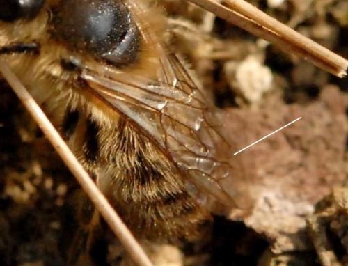 Andrena sp.