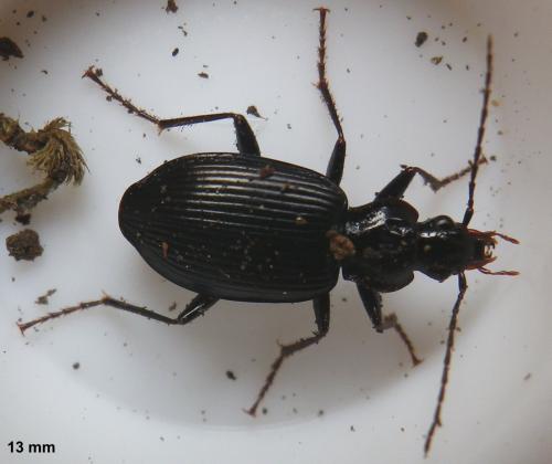 Réf. 138 300 : Platynus assimilis